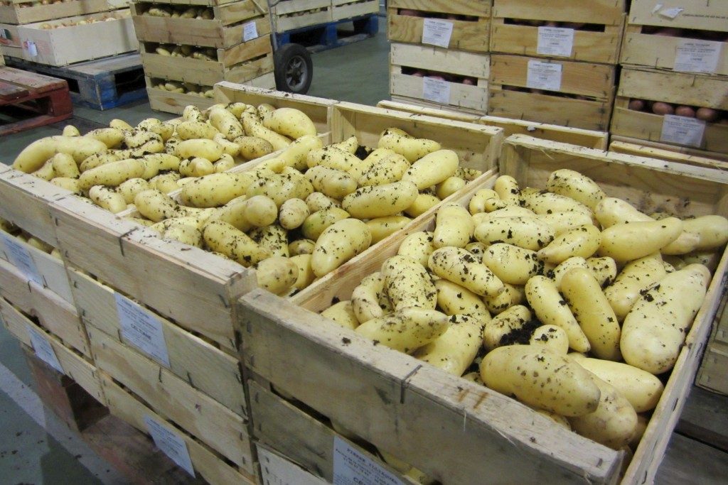 Rungis aardappels